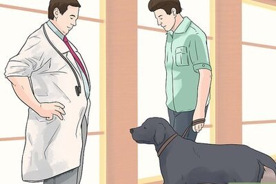 How to Give a Dog an Enema