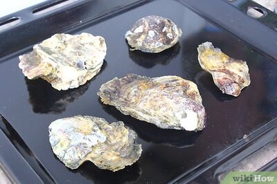 How to Prepare Oyster Shells for Chickens