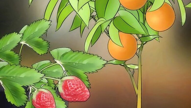 How to Grow Fruit in Pots