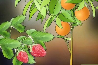 How to Grow Fruit in Pots