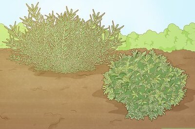 How to Grow a Hedge Fence