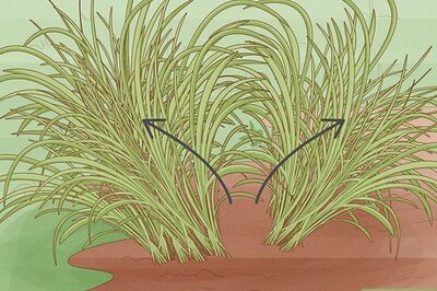 How to Divide Daylilies