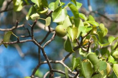 World’s Most Dangerous Tree Manchineel Can Cause Blisters On Your Skin, Leave You Blind