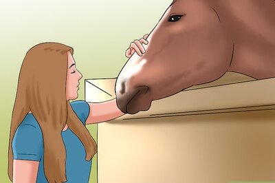 How to Work with a Horse at Liberty