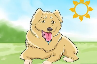 How to Shave Your Dog