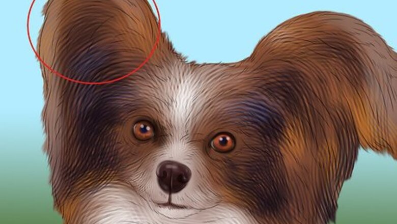 How to Identify a Papillon