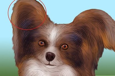 How to Identify a Papillon