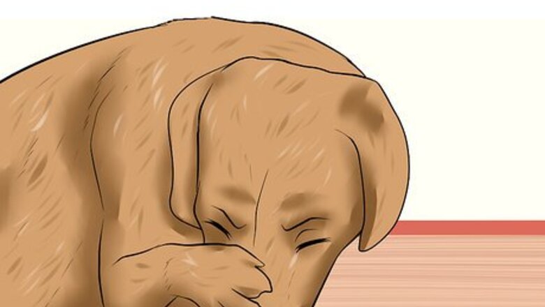 How to Treat Canine Corneal Ulcers