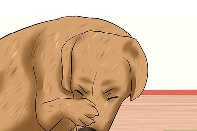 How to Treat Canine Corneal Ulcers