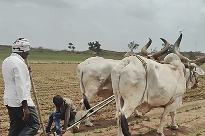 Monsoon Blessings Boost Agriculture: Kharif Sowing Ramps Up Across Gujarat