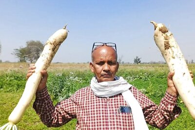 Bihar Farmer's Record-breaking Radishes Weighing Up To 15 Kg Attract Curious Visitors
