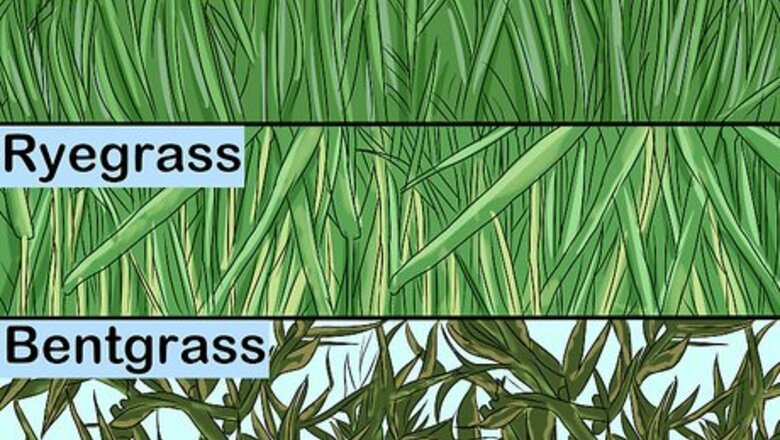 How to Choose Sod for Your Yard