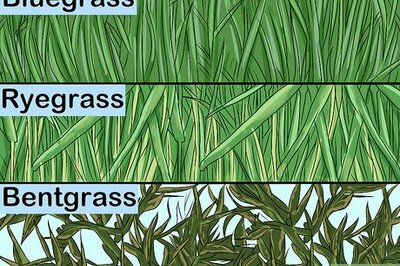 How to Choose Sod for Your Yard