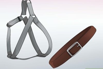 How to Walk Two Dogs at the Same Time on Leashes