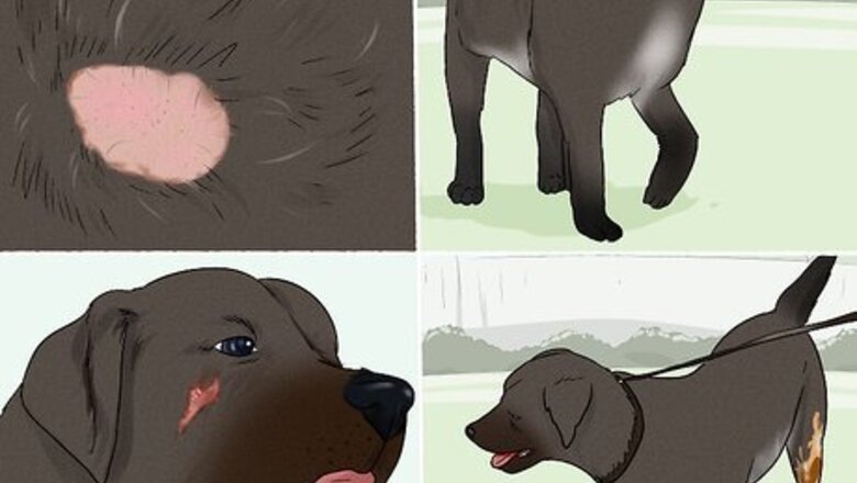 How to Remove a Dog from an Unsafe Environment