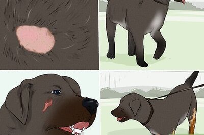 How to Remove a Dog from an Unsafe Environment