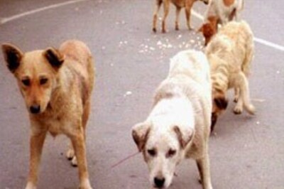 Chennai has a way  for rabies-free India