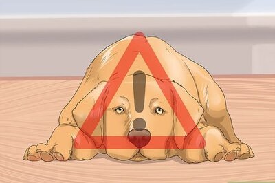 How to Diagnose Gastric Torsion and Bloat in Labrador Retrievers