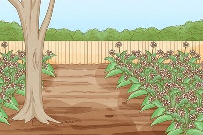 How to Harvest Wild Garlic