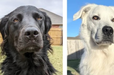 Meet Buster, The Black Dog Who Turned Completely White Due To Rare Medical Condition