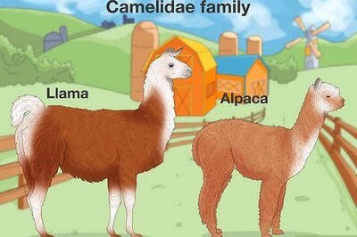 What’s the Difference Between Llamas and Alpacas?