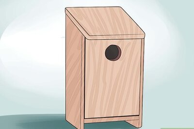 How to Raise Baby Birds