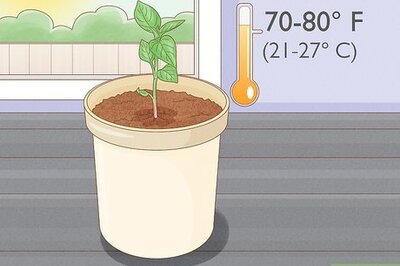 How to Grow Bell Peppers Indoors