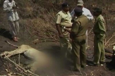 lion killed after attacking seven villagers