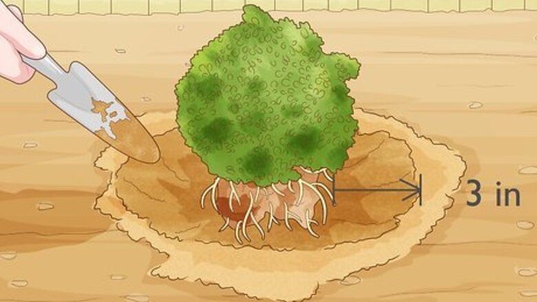 How to Send Plants