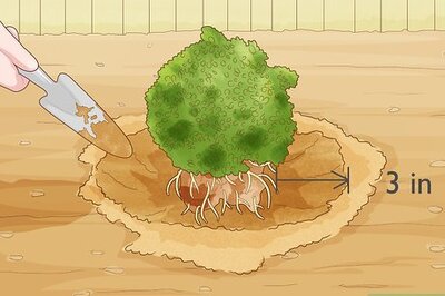 How to Send Plants