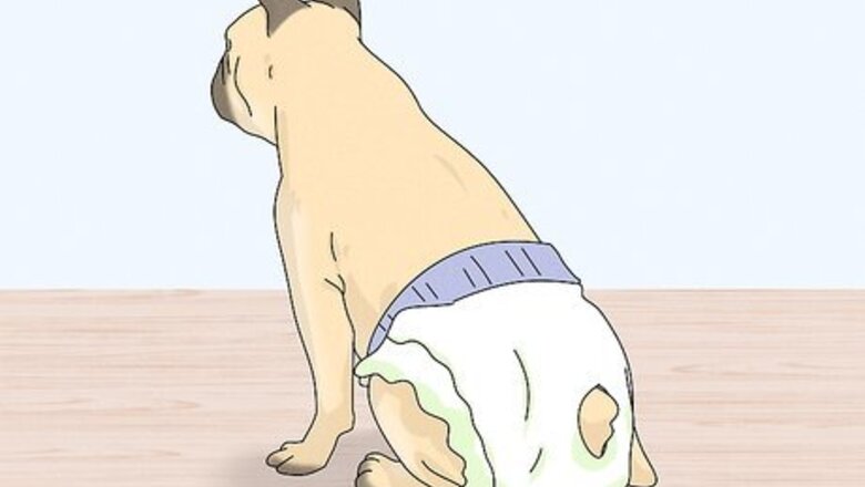 How to Cover a Female Dog in Heat