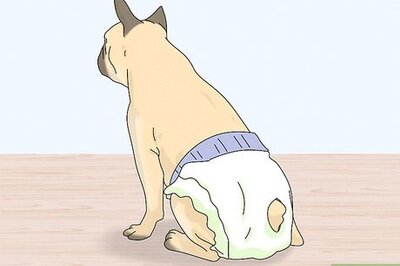 How to Cover a Female Dog in Heat
