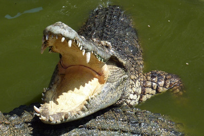 Gujarat Boy Rescued from Jaws of Crocodile by Friends