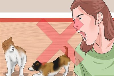 How to Get Your Two Dogs to Stop Fighting