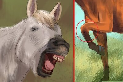 How to Bond With Your Horse Using Natural Horsemanship