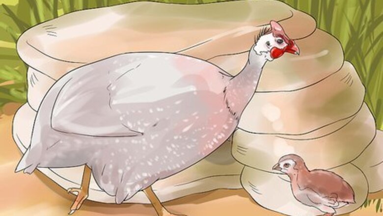 How to Tell the Sex of Guinea Fowl