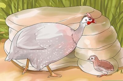 How to Tell the Sex of Guinea Fowl