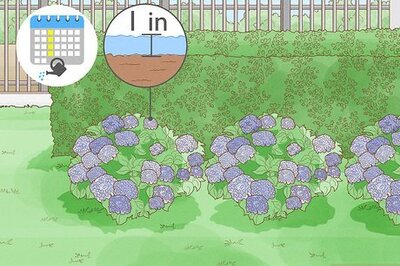 11 Companion Plants to Grow in Front of Your Boxwoods