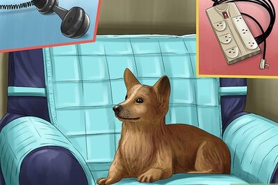 How to Care for a Rescued Dog