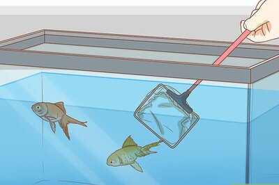 How to Treat Fin Rot