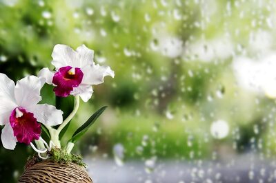 Embracing Monsoon Vibes: How to Incorporate Rain-Inspired Décor Into Your Home