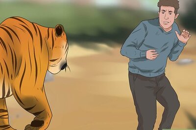 How to Survive a Tiger Attack