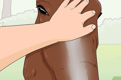 How to Teach Your Horse to Stop Biting
