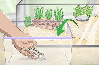 How to Clean and Reuse Reptile Substrate/Sand