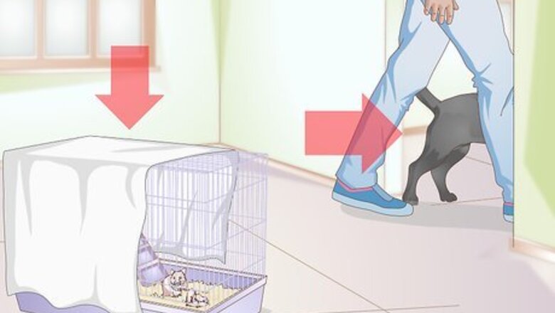 How to Handle Unexpected Baby Hamsters