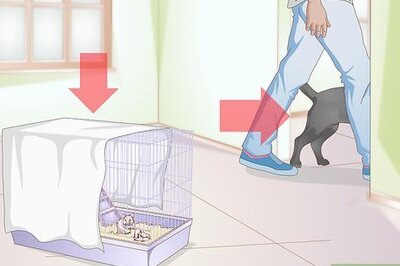 How to Handle Unexpected Baby Hamsters