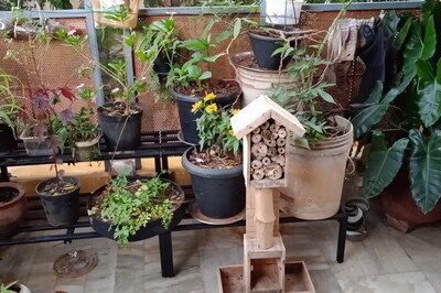 'Bee Hotels' Pop Up Across Bengaluru As Scientists Invite Bumbling Guests