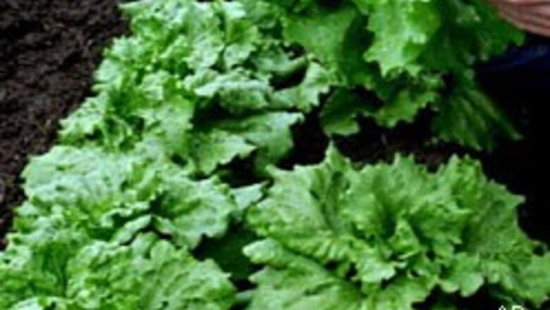 Vegetables slow memory loss in old age