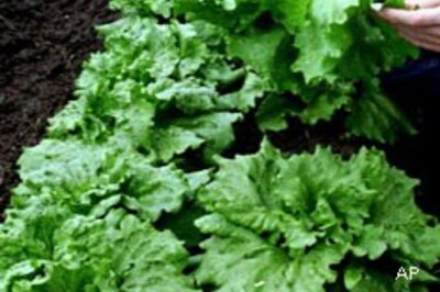 Vegetables slow memory loss in old age