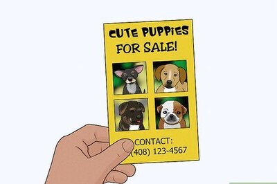 How to Identify a Puppy Mill